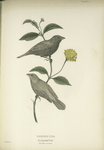 Phonipara zena. Black-headed Finch. Adult, Male and Female. [Plant, Wild Lantrana.]
