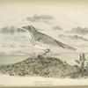 Passerculus princeps. Pallid Sparrow. Adult in spring. [View, Northern sea coast. Plants, Common Cinque-foil and Field  Sorrel.]