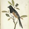 Pipilo leucopis. White-eyed Towhee. Adult, male. [Shrub, Dwarf Oak.]
