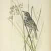 Ammodromus melanoleucus. Black and White Shore Finch. Adult, male. [Plant, Rush.]