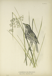 Ammodromus melanoleucus. Black and White Shore Finch. Adult, male. [Plant, Rush.]