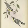 Dendoeca Dominica. Yellow-throated Warbler. Adults. [Vine, A Southern Smilax.]