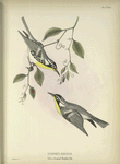 Dendoeca Dominica. Yellow-throated Warbler. Adults. [Vine, A Southern Smilax.]