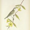 Vireo Philadelphicus. Philadelphia Vireo. Adult. [Vine, Yellow Jessamine.]