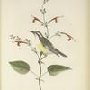Certhiola Bahamensis. Yellow-rumped Creeper. Adult. [Plant, Scarlet Sage from Key West.]