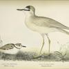Aegialitis montanus. Montain Plover. Adult. Aegialitis vociferous. Killdeer Plover. Young.