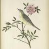 Dendroeca Kirtlandi. Kirtland's Warbler. Adult, female. [Plants, Dwarf Wild Rose.]