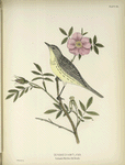 Dendroeca Kirtlandi. Kirtland's Warbler. Adult, female. [Plants, Dwarf Wild Rose.]