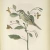 Helospiza Lincolni. Lincoln's' Sparrow. Adult. [Plant. Spotted Touch-me-not.]