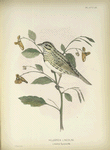 Helospiza Lincolni. Lincoln's' Sparrow. Adult. [Plant. Spotted Touch-me-not.]