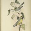 Helminthophaga leucobronchialis et Lawrencei.  White-throated and Lawrence's Warblers. Adult, males. [Plant, Spray of White Birch.]