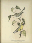 Helminthophaga leucobronchialis et Lawrencei.  White-throated and Lawrence's Warblers. Adult, males. [Plant, Spray of White Birch.]