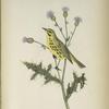 Dendroeca discolor. Prairie Warbler. Adult. [Plant, Canada Thistle.]
