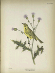 Dendroeca discolor. Prairie Warbler. Adult. [Plant, Canada Thistle.]
