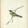 Dendroeca maculosa. Black and Yellow Warbler. Adult, male. [Twig of Hickory.]