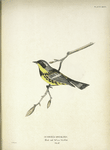 Dendroeca maculosa. Black and Yellow Warbler. Adult, male. [Twig of Hickory.]