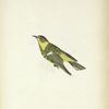 Dendroeca tigrina. Cape May Warbler. Adult, male.