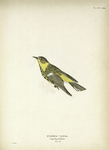 Dendroeca tigrina. Cape May Warbler. Adult, male.