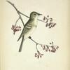 Empidonax Acadicus. Acadian Flycatcher. Adult. [Twig of White Maple.]