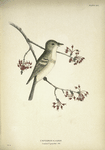 Empidonax Acadicus. Acadian Flycatcher. Adult. [Twig of White Maple.]