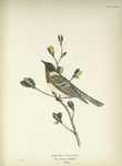 Dendroeca castanea. Bay-breasted Warbler. Adult, male.