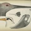 1. Head, 3, 4. Sternum of Sandhill crane. 2. Foot, 5. Head of Tropic Bird.