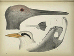1. Head, 3, 4. Sternum of Sandhill crane. 2. Foot, 5. Head of Tropic Bird.