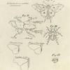 Parts of insects
