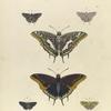 1. Nymphalis (Charaxes) Jason; 2. Thecla Acis; 3. Thecla Simaethis.