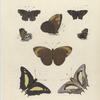 1. Polyommatus Thero; 2. Erycina Lysippus; 3. Hipparchia Eumea; 4. Nymphalia (Charaxes) Athamas.