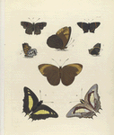 1. Polyommatus Thero; 2. Erycina Lysippus; 3. Hipparchia Eumea; 4. Nymphalia (Charaxes) Athamas.