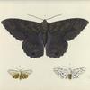 1. Erebus Odora; 2. Spilosoma Acrea (female); 3. Spilosoma Acrea (male).