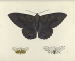 1. Erebus Odora; 2. Spilosoma Acrea (female); 3. Spilosoma Acrea (male).
