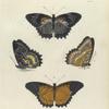 1. Cethosia Cyane; 2. Cethosia Biblis.