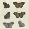 1. Cynthia Huntera; 2. Pieris (Thestias) Pyrene?  3. Cynthia Laomedia.