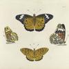 1. Argynnis Niphe; 2. Argynnis Tephnia.