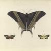 1. Nyctalemon Patroclus (Upper side); 2. Callimorpha Phyllira; 3. Spilosoma Nais.