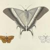 1. Nyctalemon Patroclus (Under side); 2. Geometra Transversata; 3. Bupalus Catenarius.