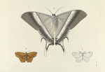 1. Nyctalemon Patroclus (Under side); 2. Geometra Transversata; 3. Bupalus Catenarius.