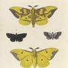 1. 2. Ceratocampa Imperialis; 3. Noctua Squamularis; 4. Noctua Undularis.