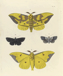 1. 2. Ceratocampa Imperialis; 3. Noctua Squamularis; 4. Noctua Undularis.