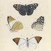 1. 2. Nymphalis Feronia; 3. 4. Pieris (Iphias) Glaucippe.