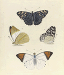 1. 2. Nymphalis Feronia; 3. 4. Pieris (Iphias) Glaucippe.