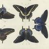 1. 4. Papilio Philenor ; 2. 3. and 5. Papilio Asterias.