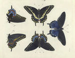 1. 4. Papilio Philenor ; 2. 3. and 5. Papilio Asterias.