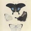 1. 2. Papilio Paris ; 3. 4. Colias (Callidryas) Pyranthe, var.?