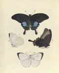 1. 2. Papilio Paris ; 3. 4. Colias (Callidryas) Pyranthe, var.?