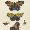 1. 3. Argynnis Idalia (Female); 2. Argynnis Idalia (Male); 4. 5. Pamphila Phylæus.