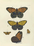 1. 3. Argynnis Idalia (Female); 2. Argynnis Idalia (Male); 4. 5. Pamphila Phylæus.