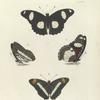 1. 2. Nymphalis Bolina (Upper side and Under side); 3. 4. Nymphalis Iphicla (Upper side and Under side).